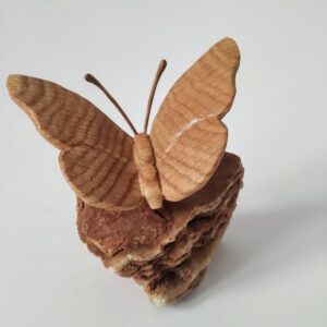 Mariposa roble base roca I