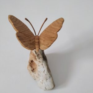Mariposa roble base roca II