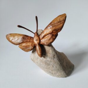 Polilla olivo