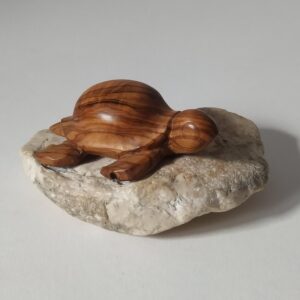 Tortuga olivo